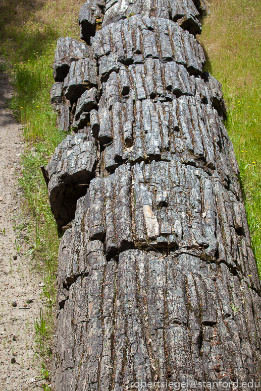 Petrified Forest